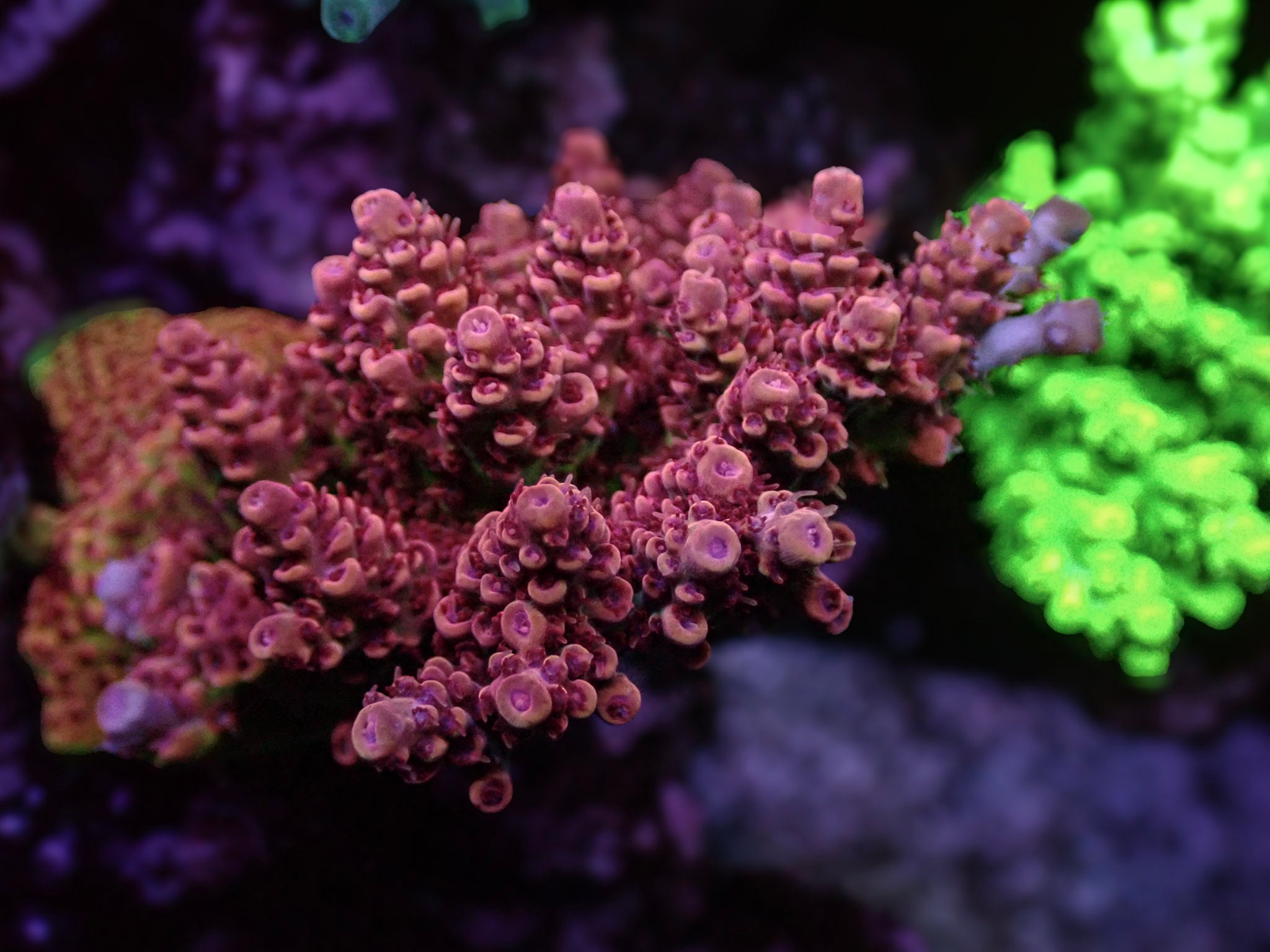 Acropora