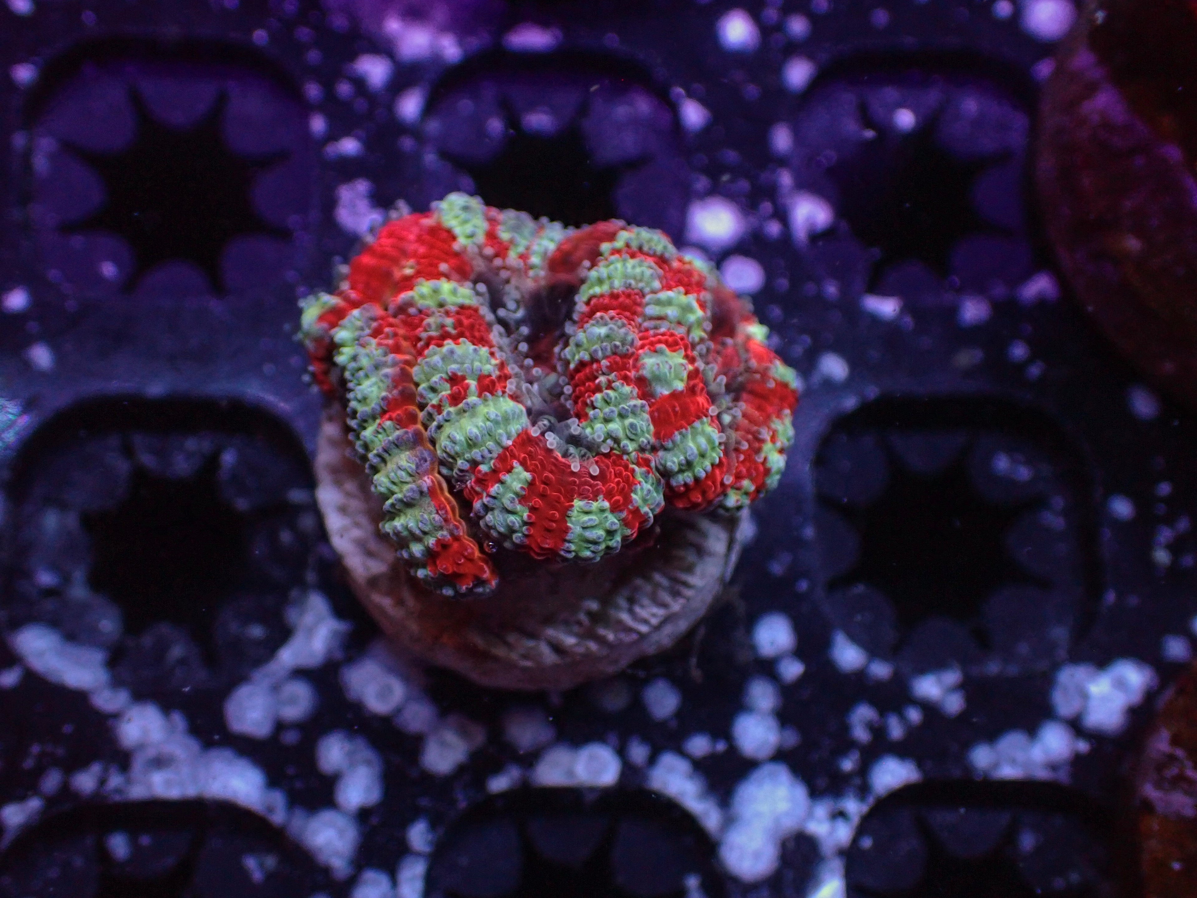 Colorful Acan (micromussa) coral frag