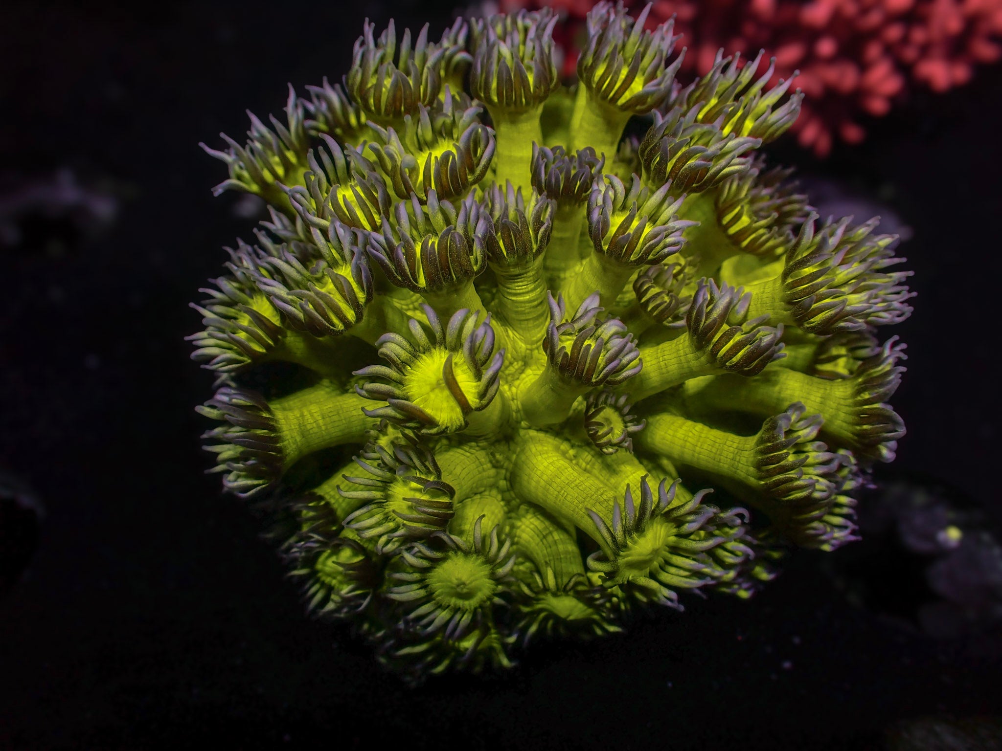 Goniopora