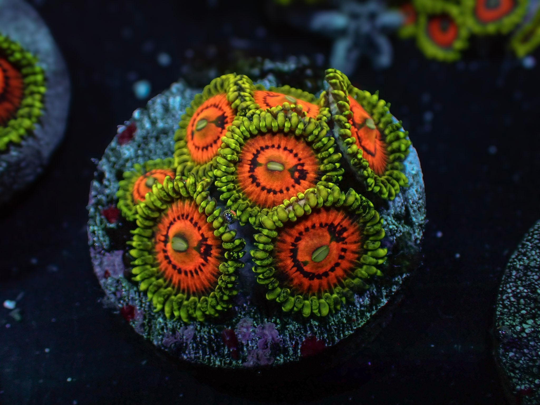 Zoas