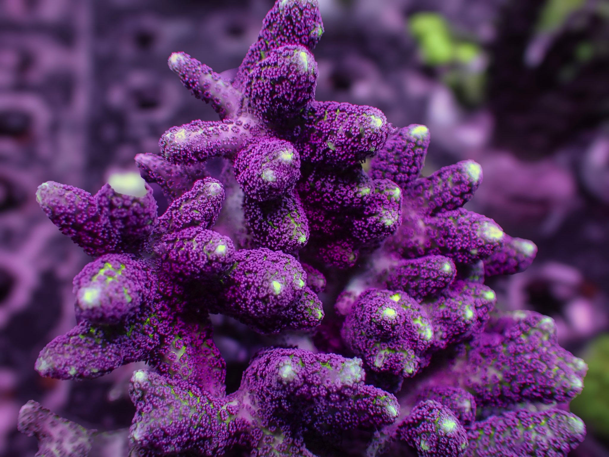 Purple Birdsnest