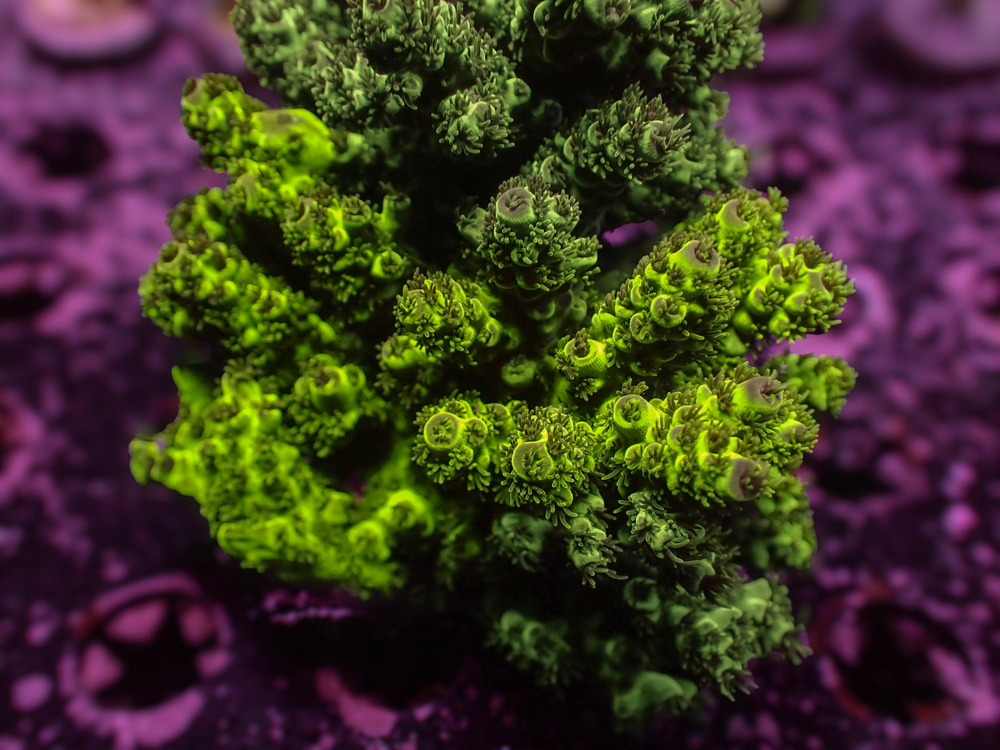 Fiji Acro