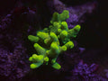 GB Midori