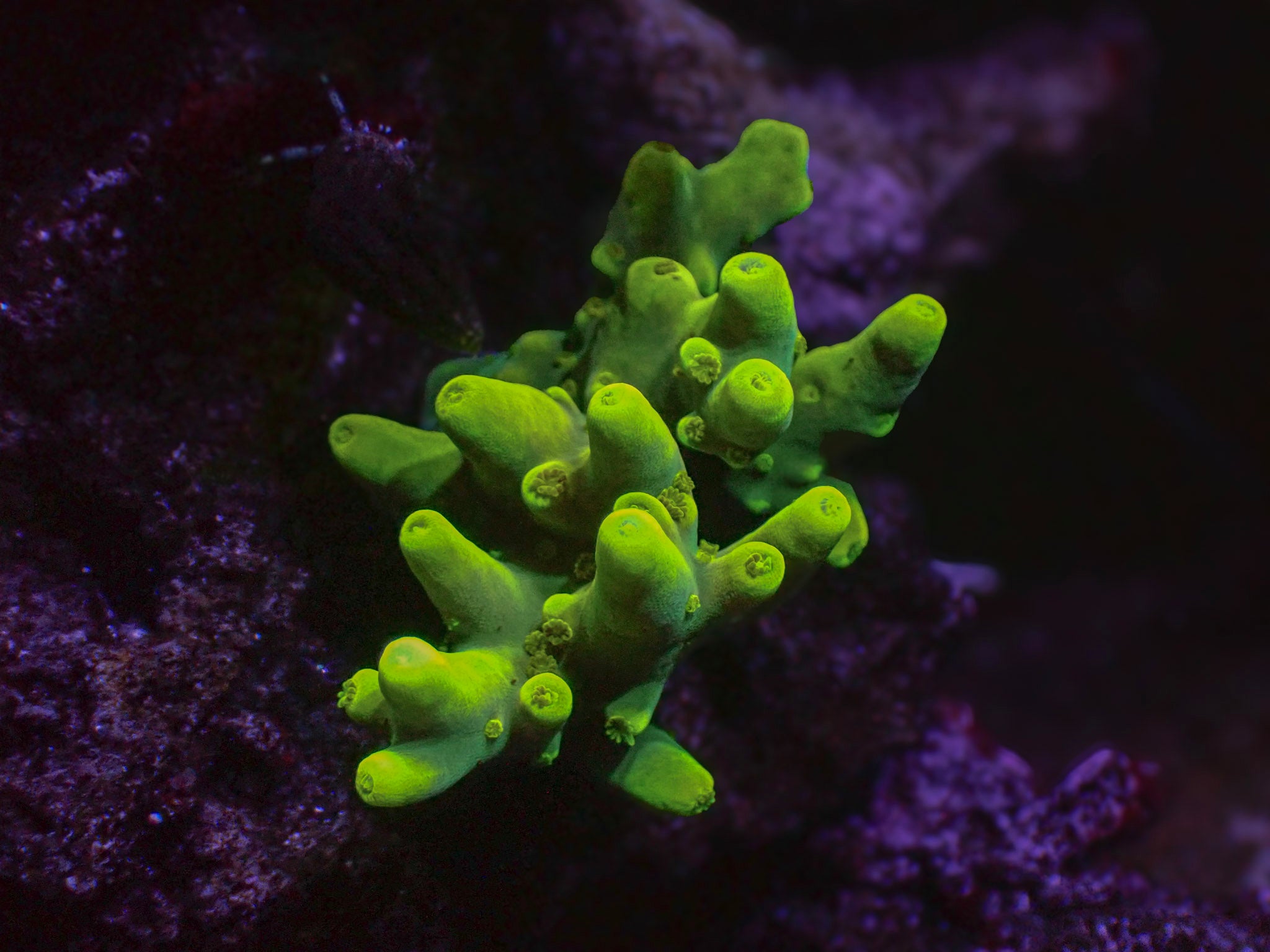 GB Midori