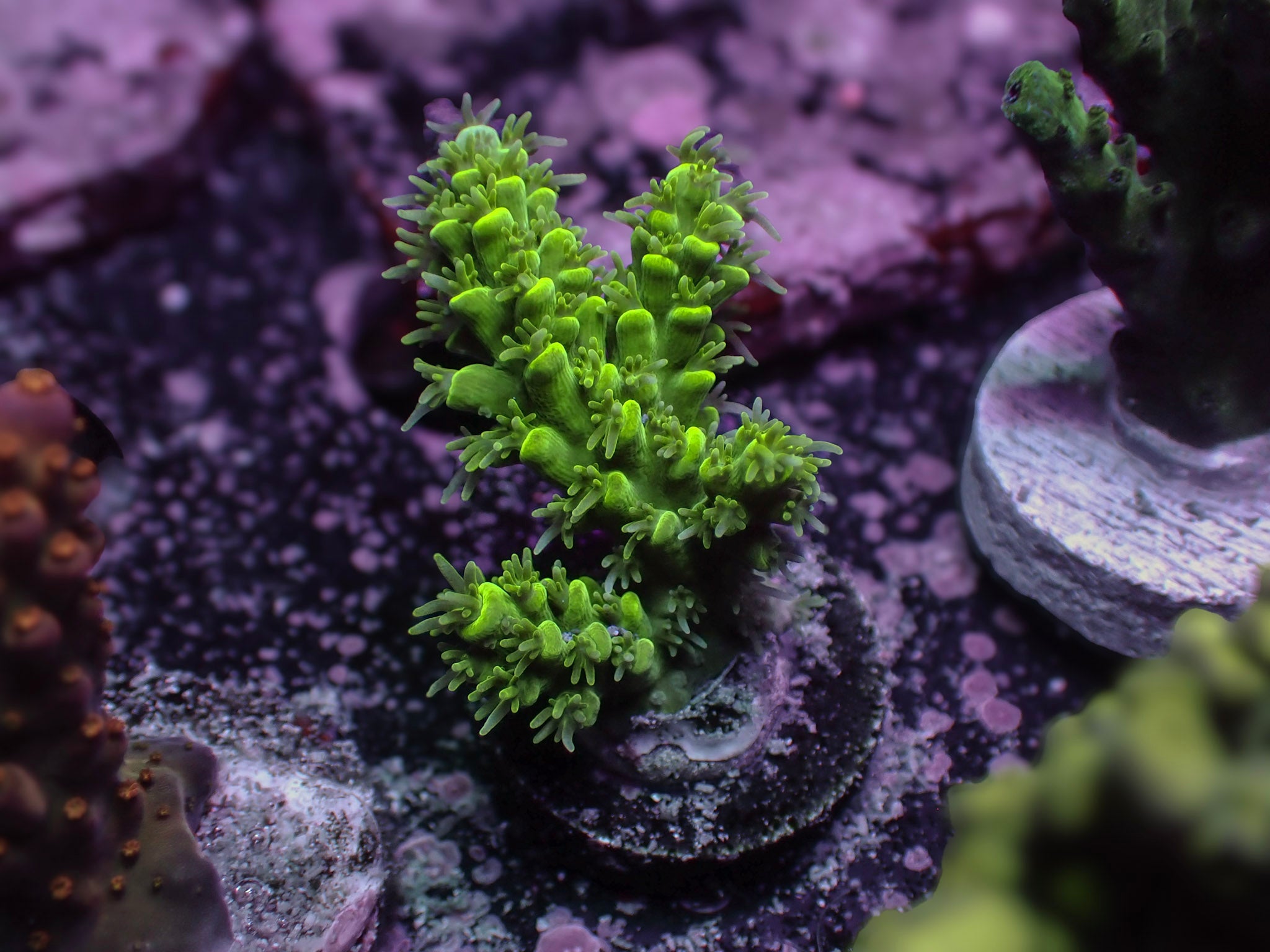 Green Acro