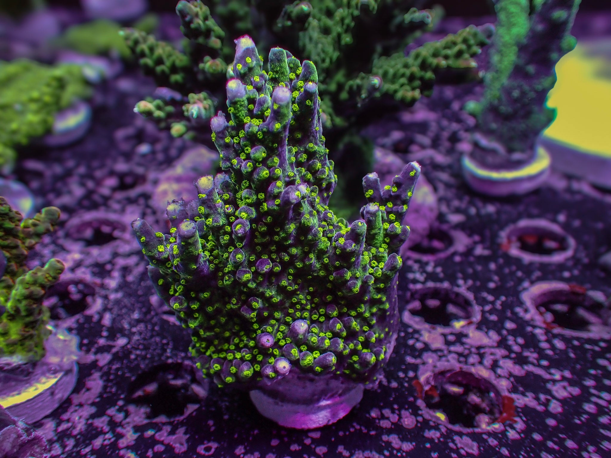 TSA Garf Bonsai