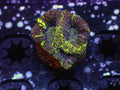Alien Blood Favia - WYSIWYG 117
