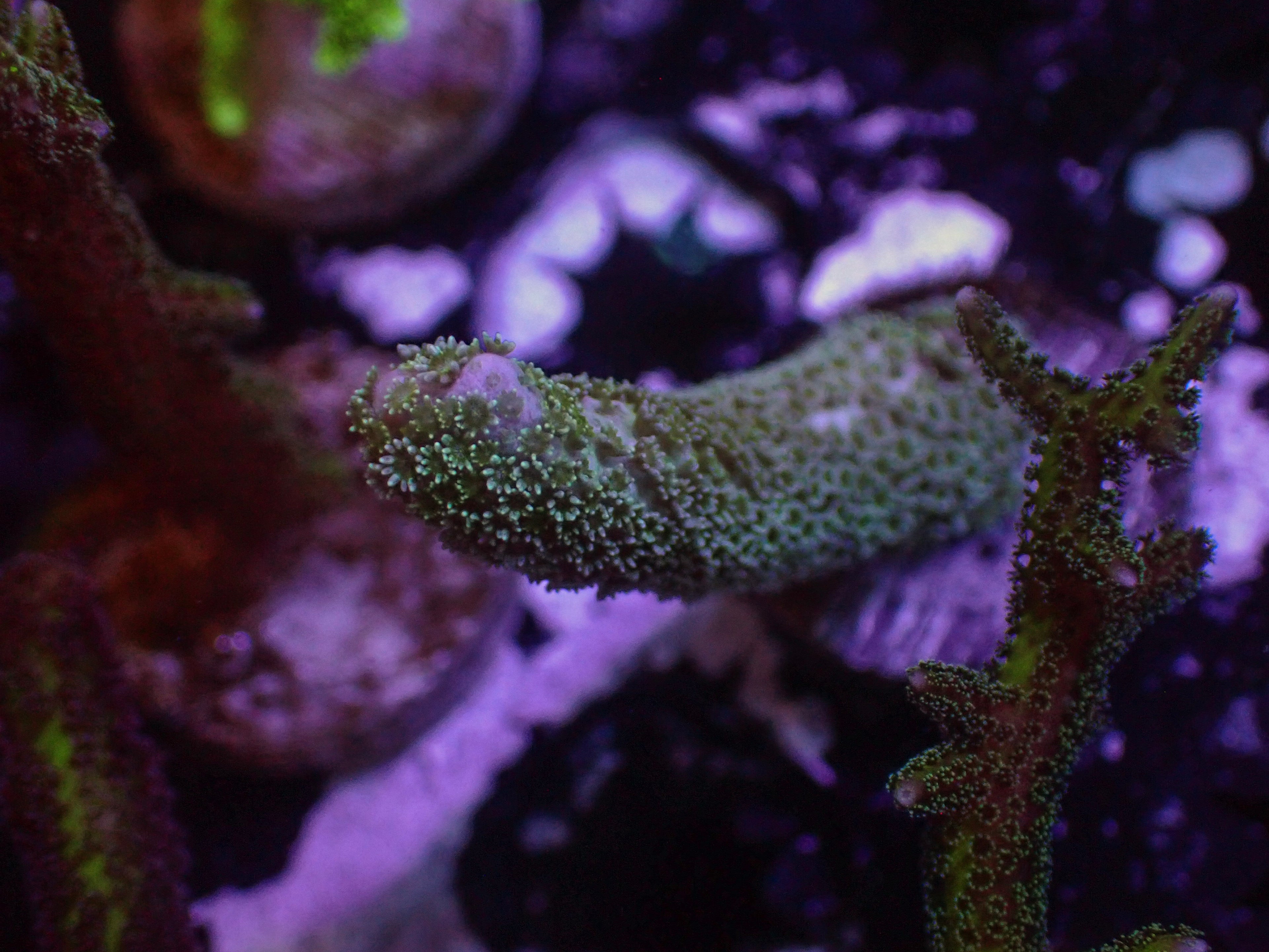 Baby Blue Pocillopora - WYSIWYG 100