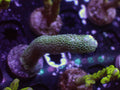 Baby Blue Pocillopora - WYSIWYG 99