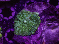Baby Rug Bounce Mushroom - WYSIWYG 33