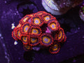 Blue Eyed Blondie Zoa - WYSIWYG 139
