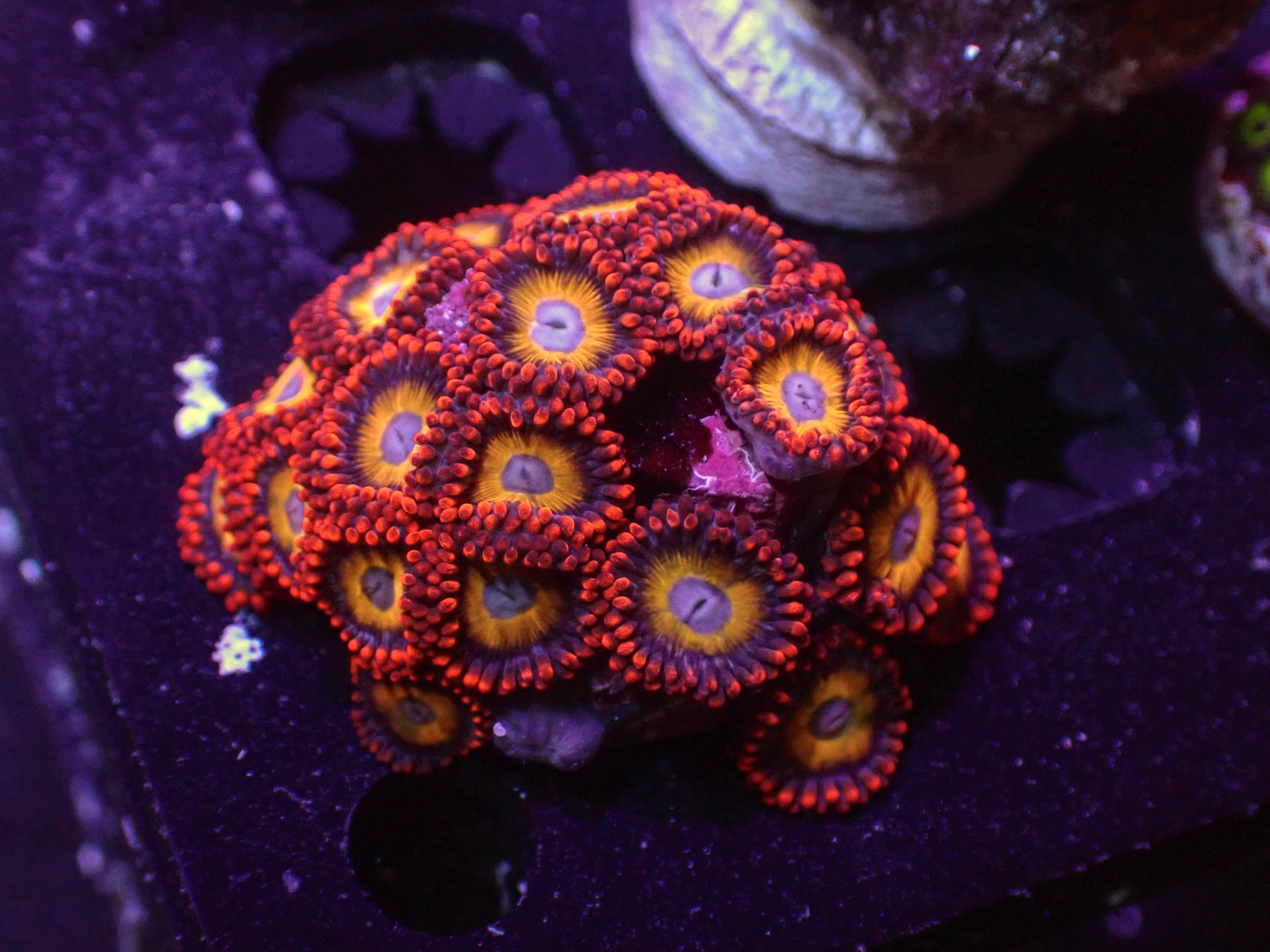 Blue Eyed Blondie Zoa - WYSIWYG 139