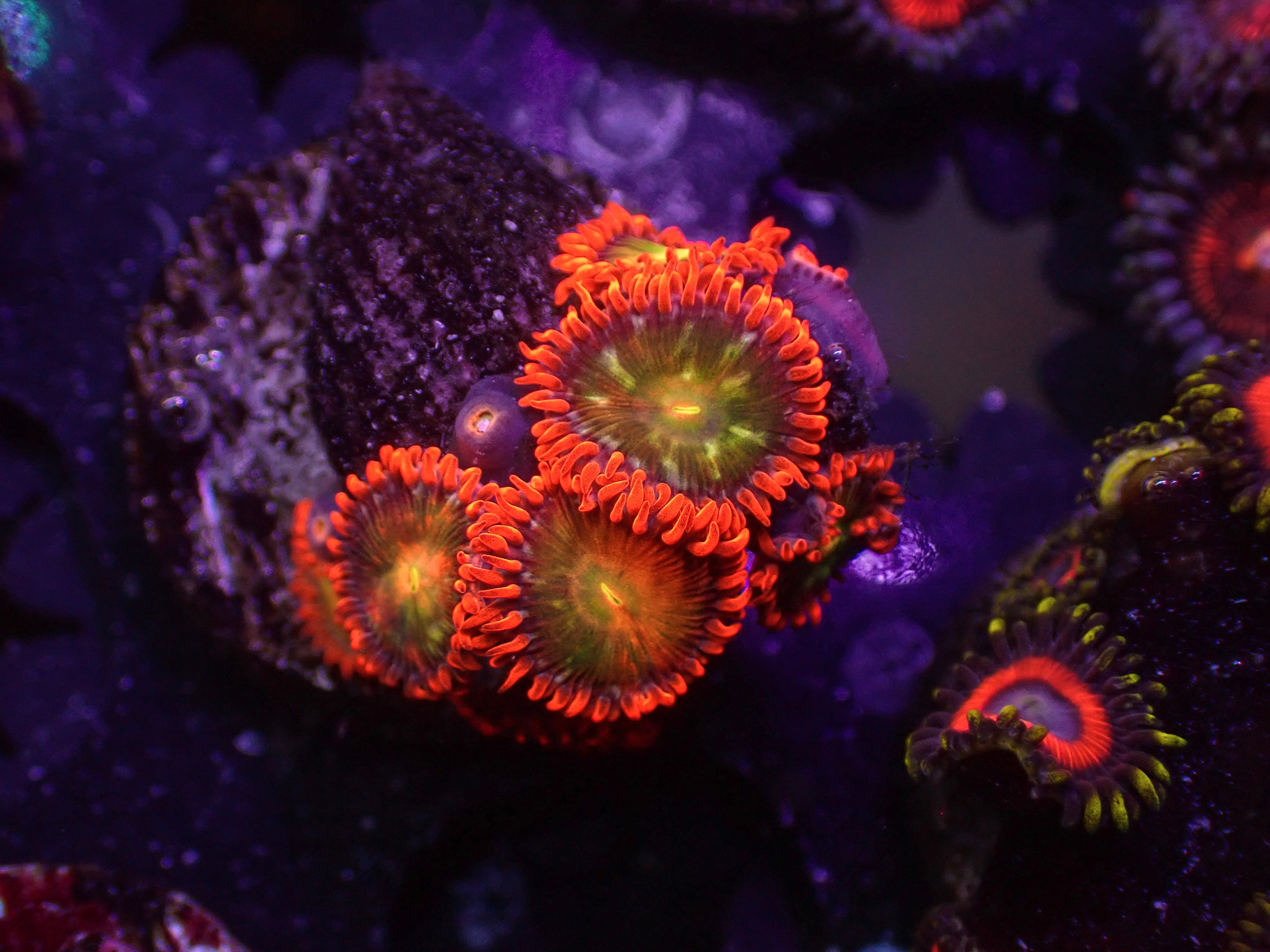 CNC Caples Zoa - WYSIWYG 153