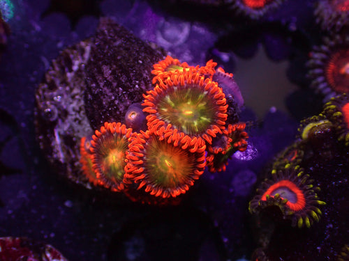 CNC Caples Zoa - WYSIWYG 153