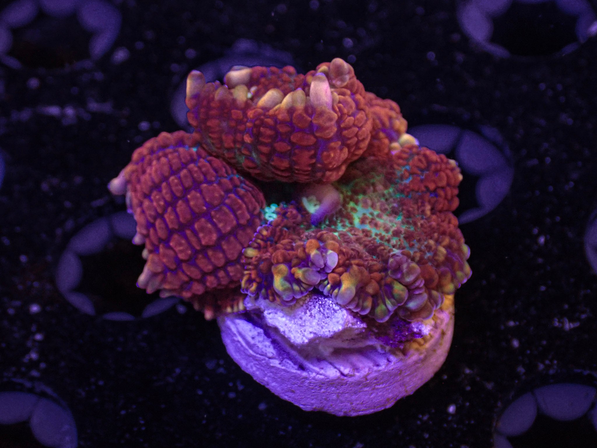 CNC Coronary Bounce Mushroom - WYSIWYG 183