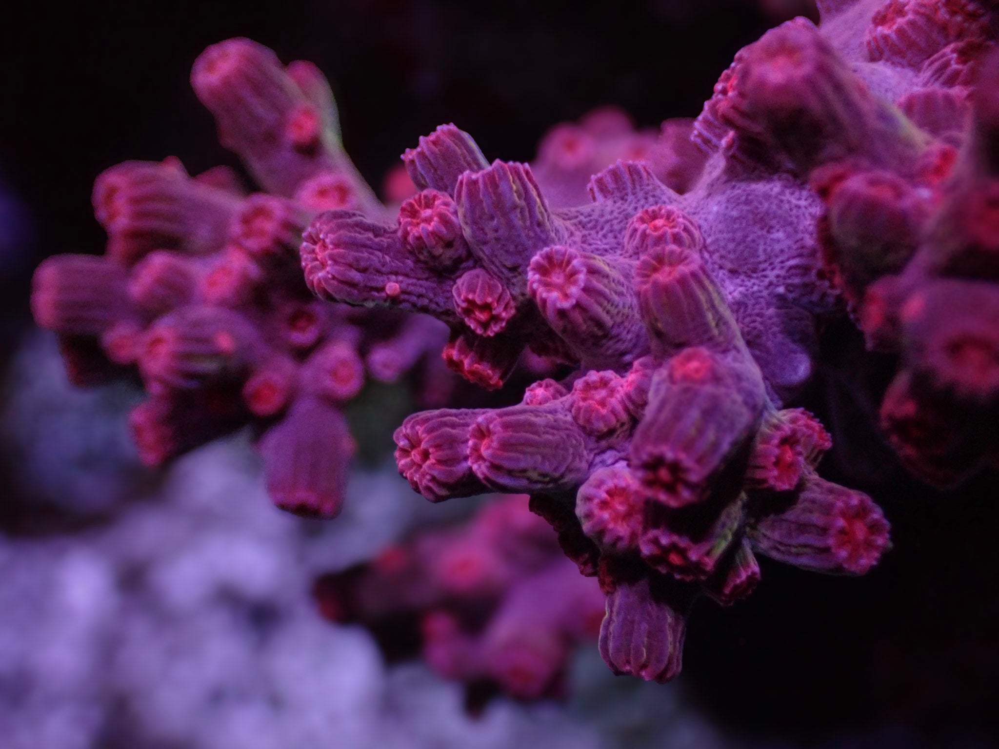 Branching Pink Cyphastrea