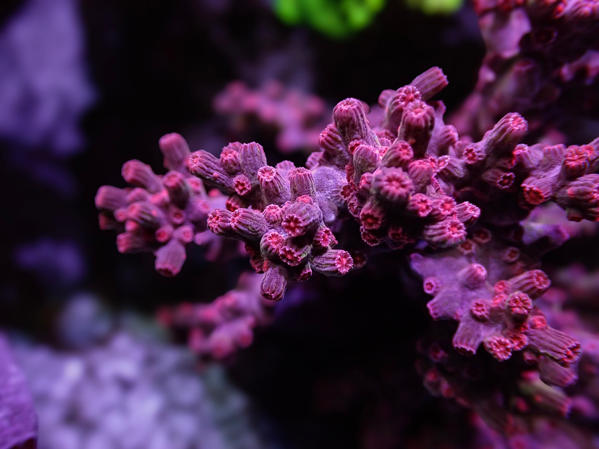 Branching Pink Cyphastrea