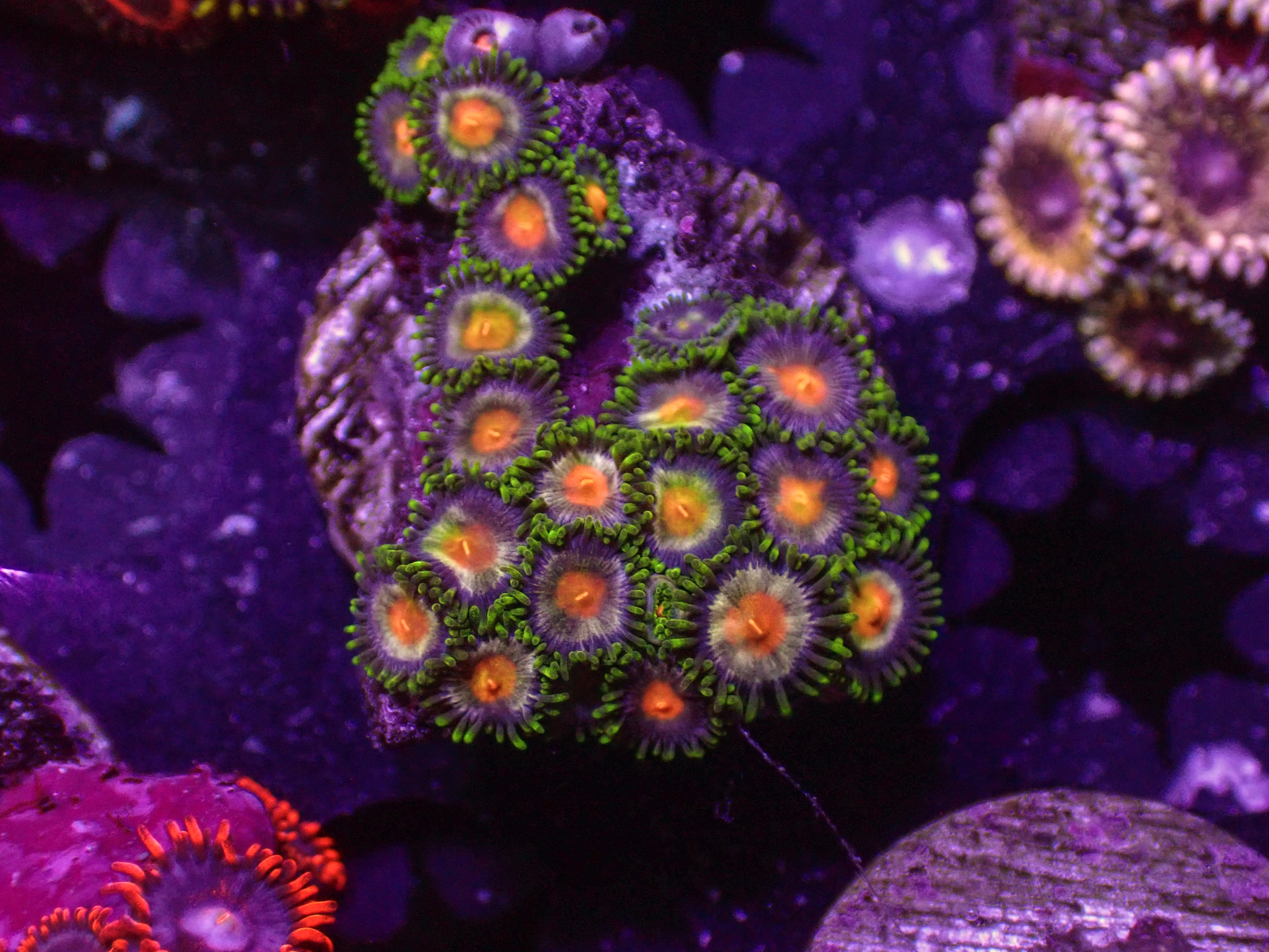 Campfire Zoa - WYSIWYG 152