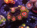 Eagle Eye Zoa - WYSIWYG 156
