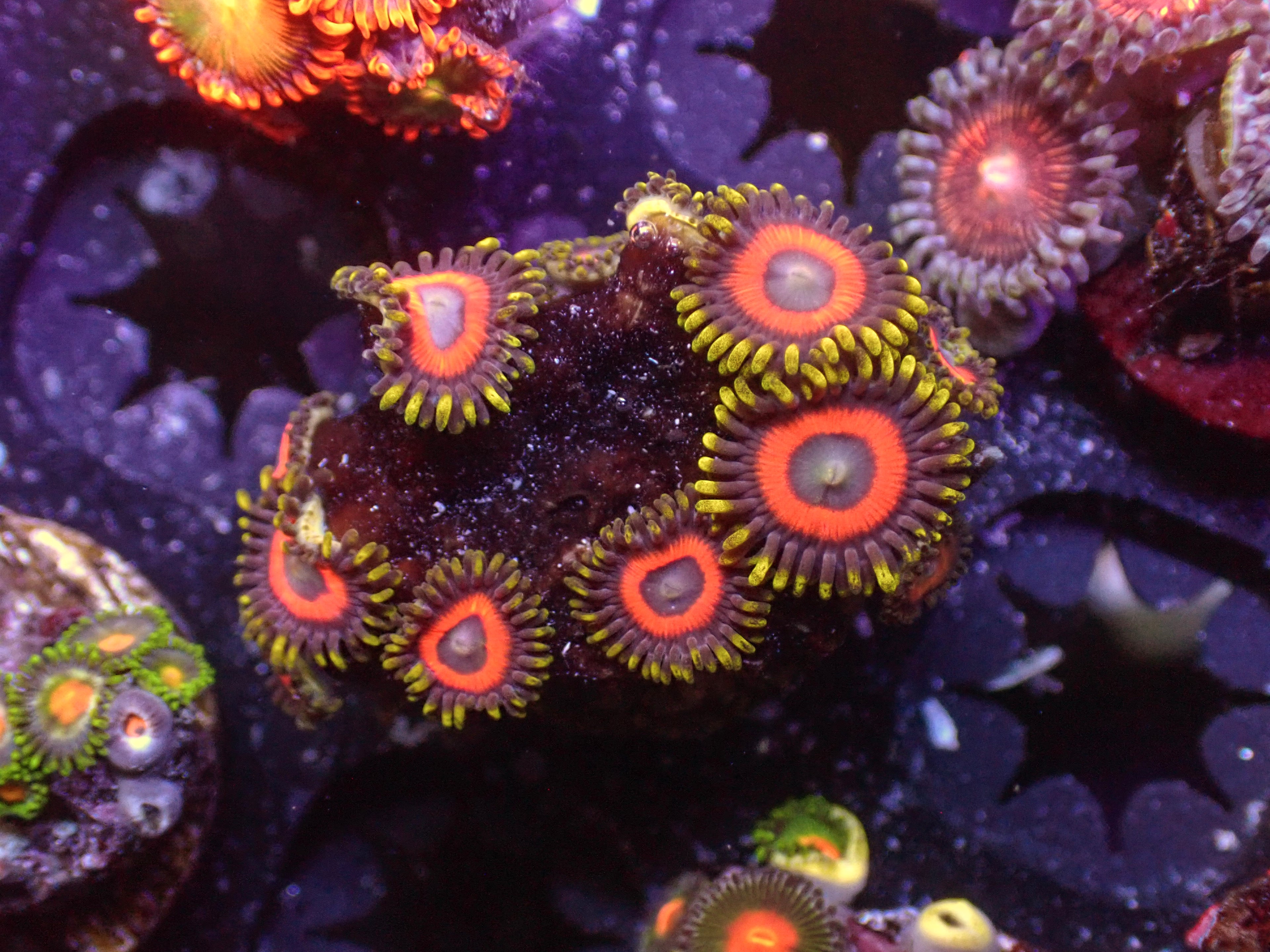 Eagle Eye Zoa - WYSIWYG 156