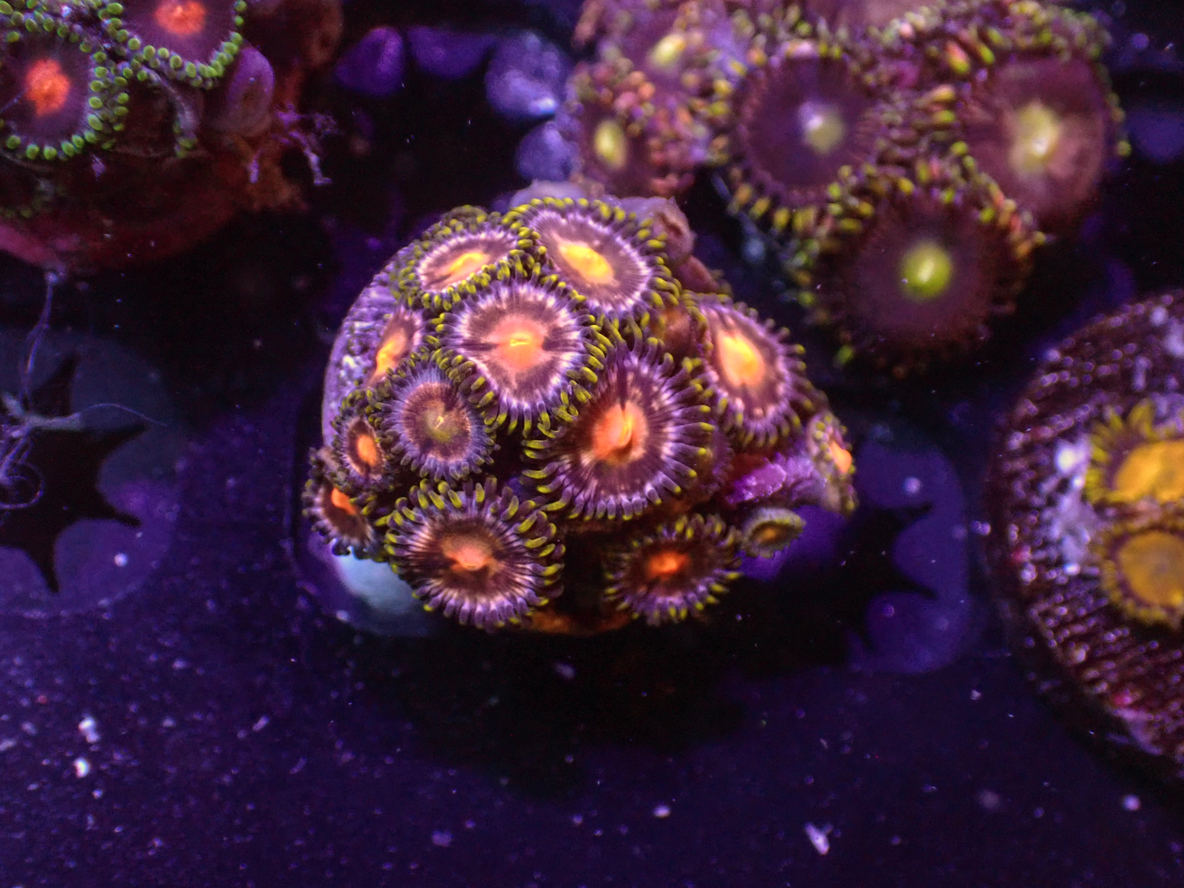 Ecosphere Zoa - WYSIWYG 141