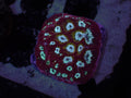 Flame Boy Favites - WYSIWYG 1