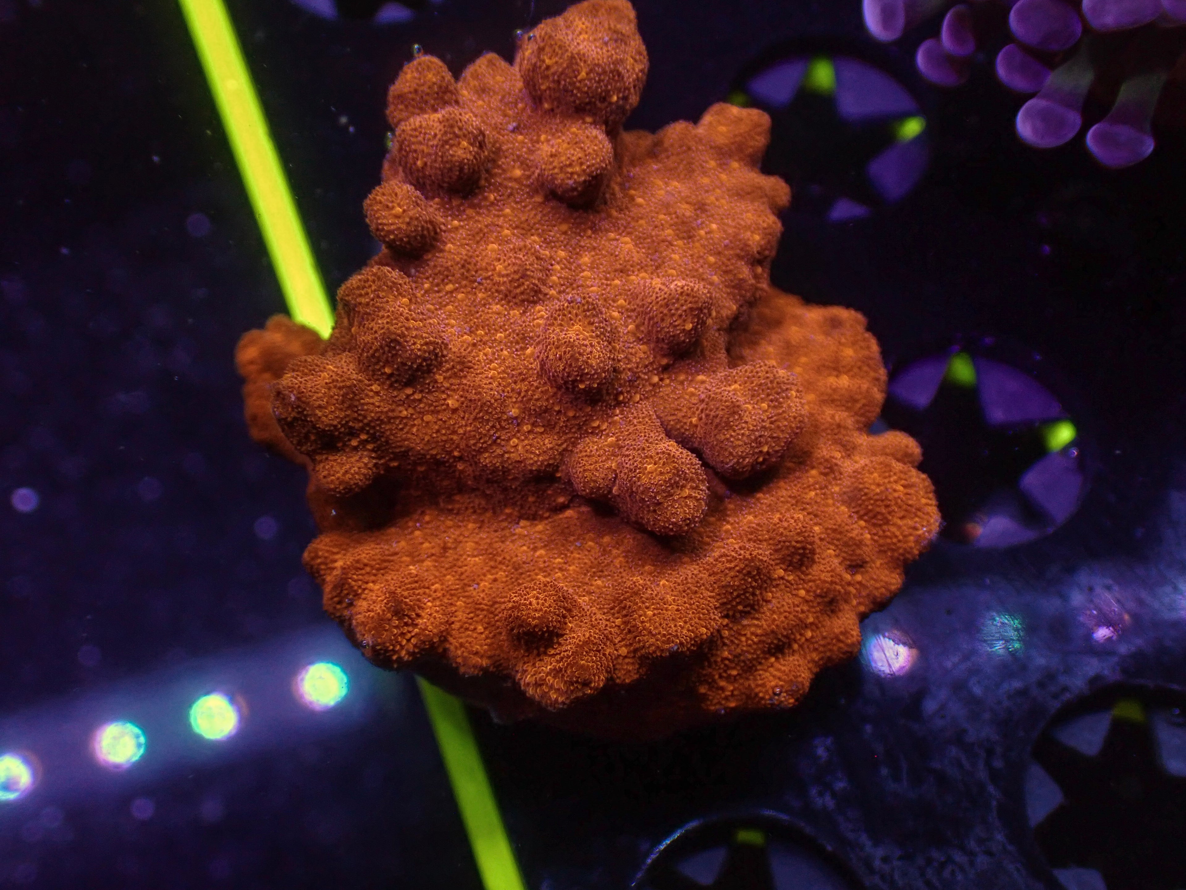 Freak Orange Psamma - WYSIWYG 125