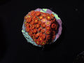 Jackolantern Micro Goni