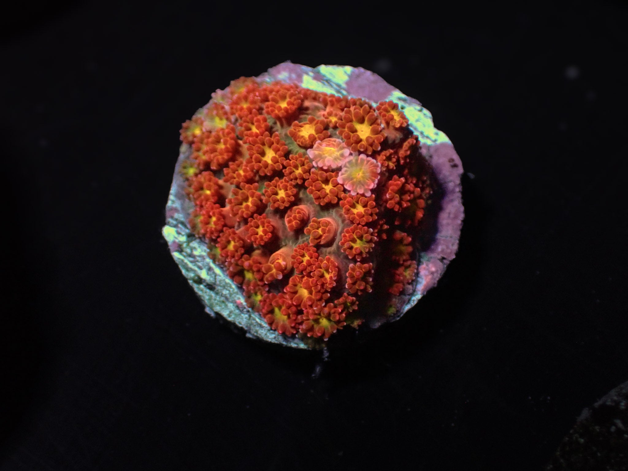 Jackolantern Micro Goni