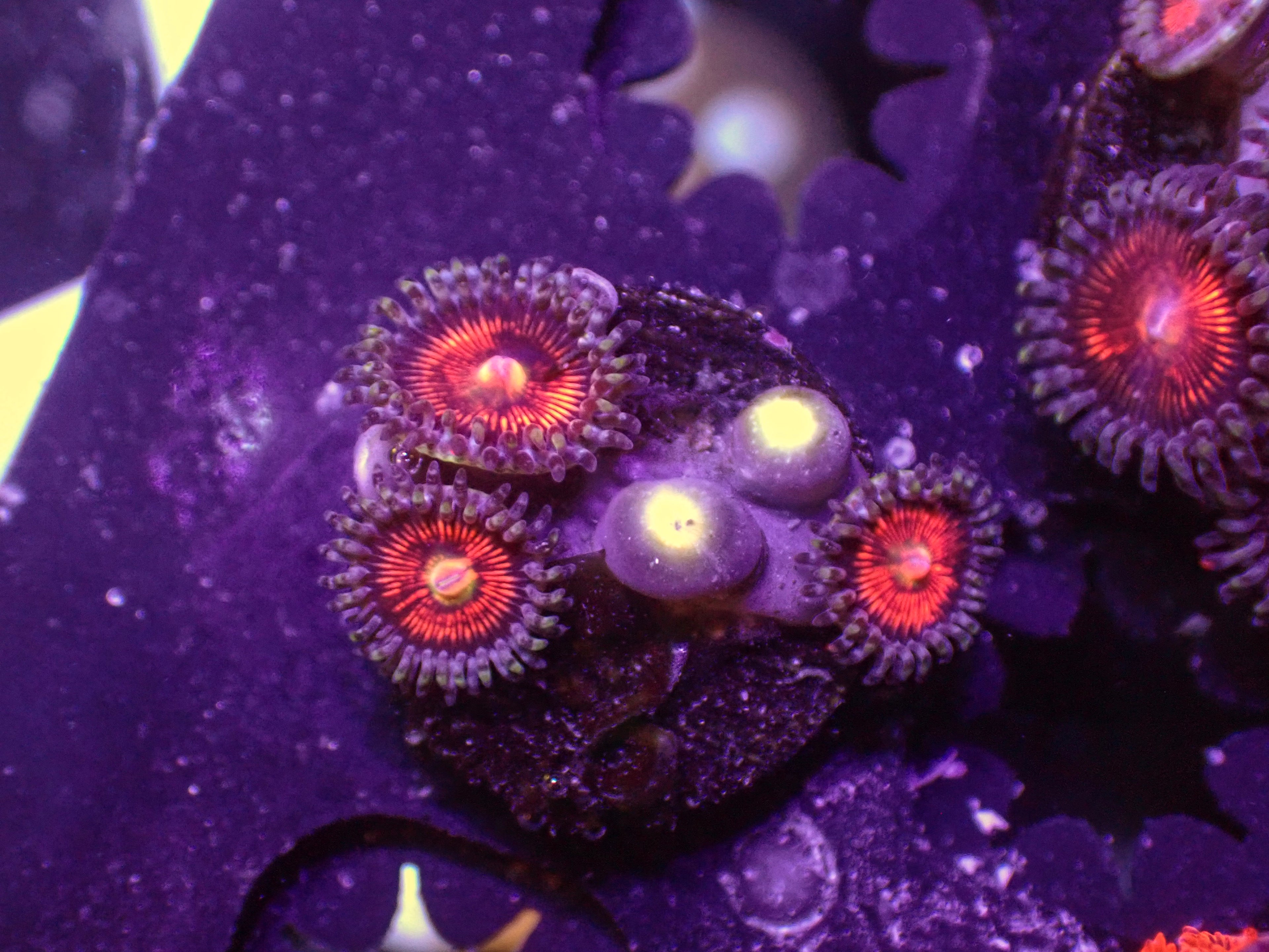 Gobstopper Zoa - WYSIWYG 154