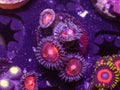 Gobstopper Zoa - WYSIWYG 155