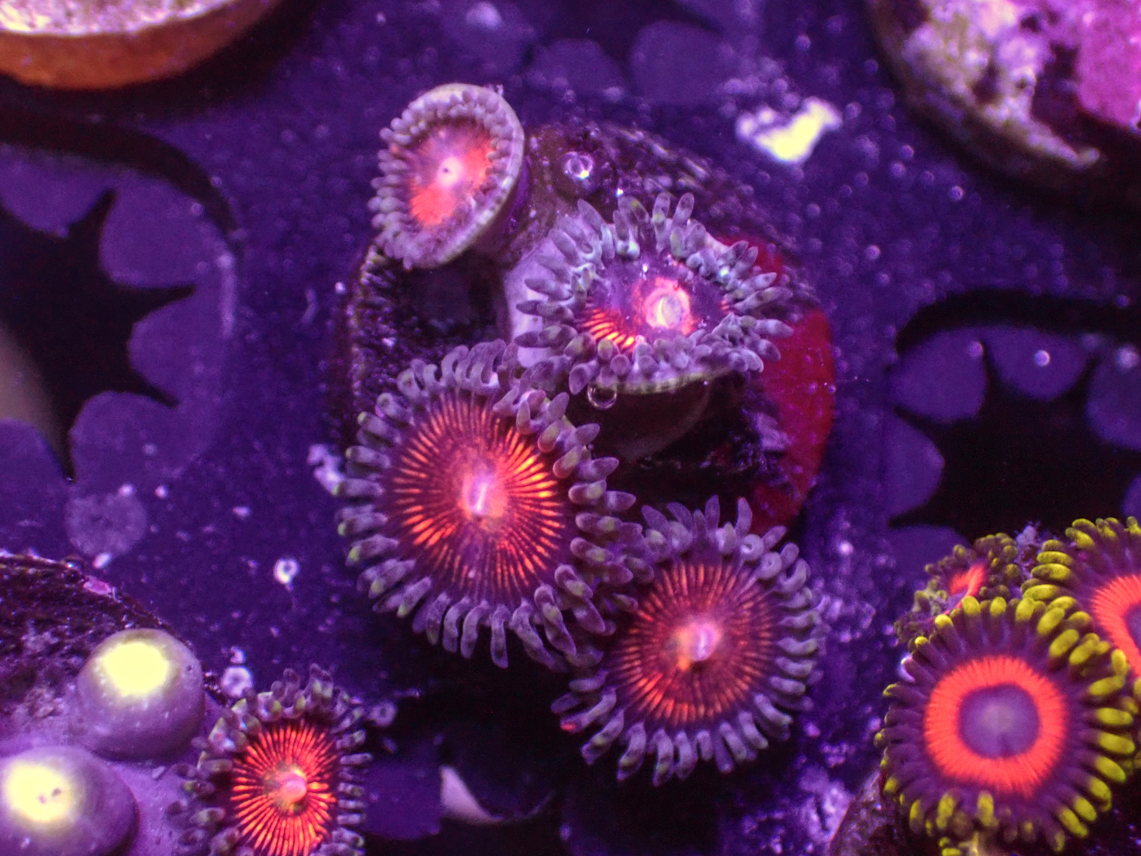 Gobstopper Zoa - WYSIWYG 155