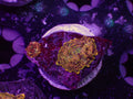 God Disco Mushroom - WYSIWYG 28