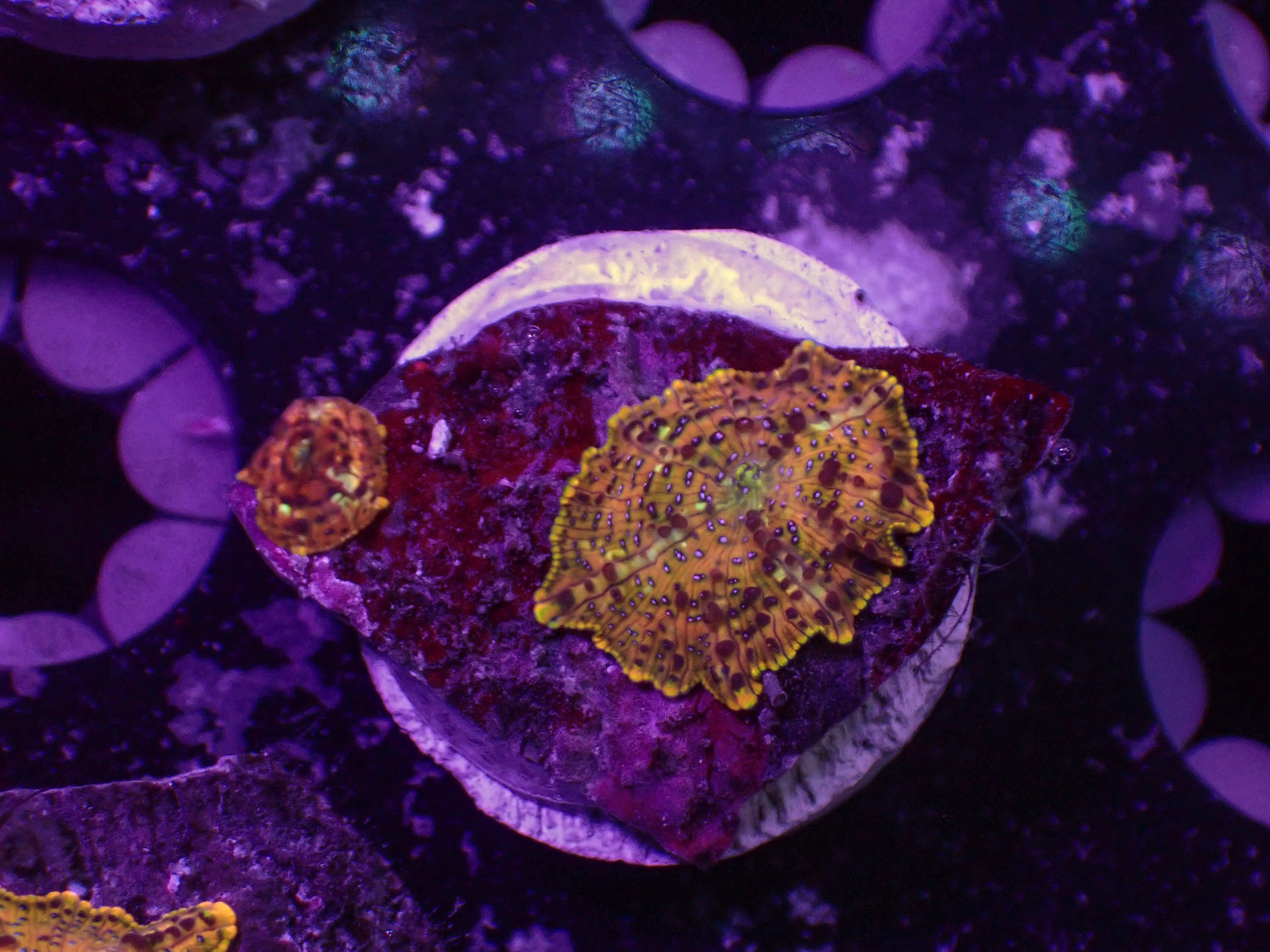 God Disco Mushroom - WYSIWYG 28