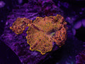 God Disco Mushroom - WYSIWYG 29