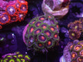 Gorilla Nips Zoa - WYSIWYG 145
