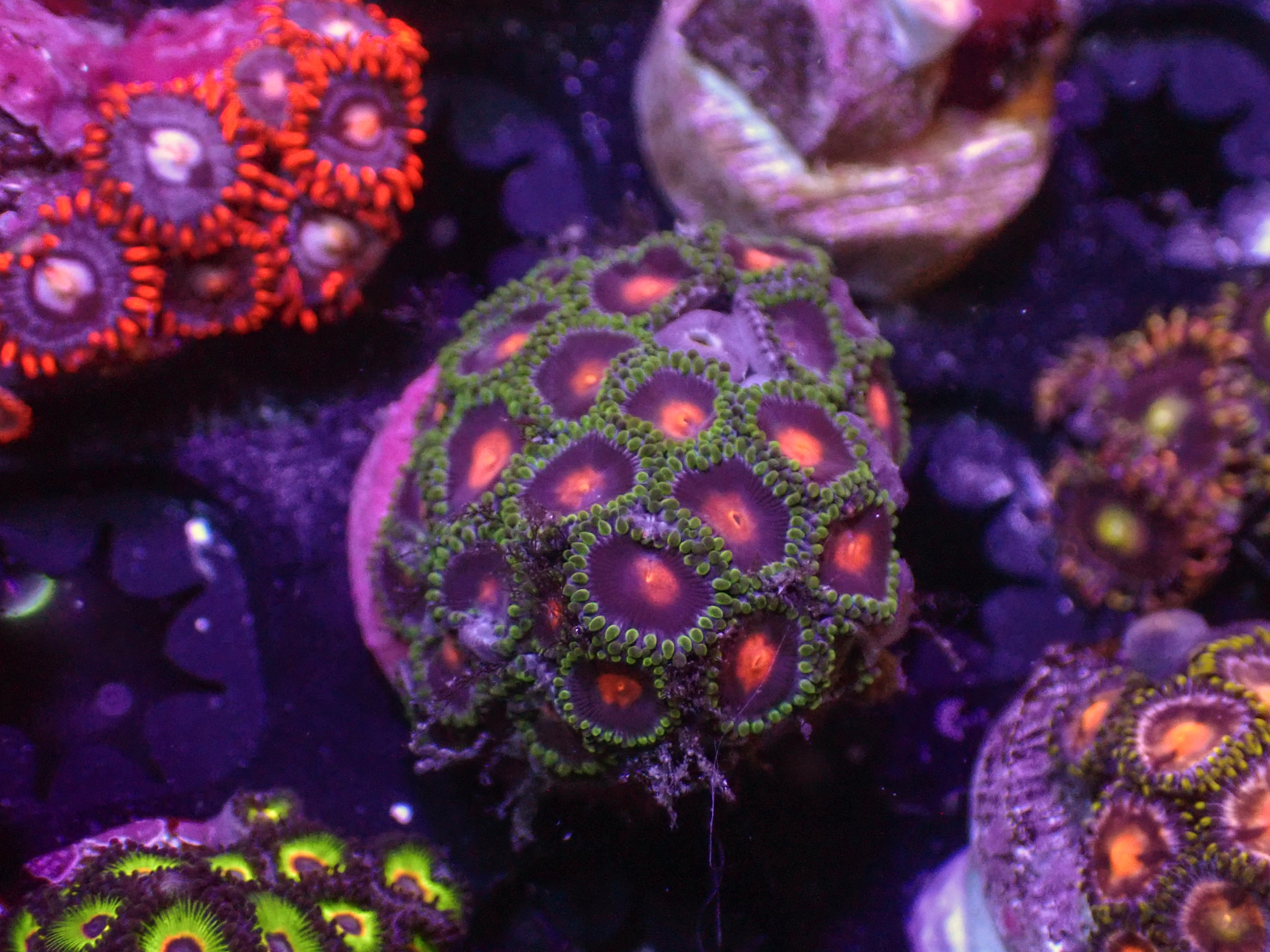 Gorilla Nips Zoa - WYSIWYG 145