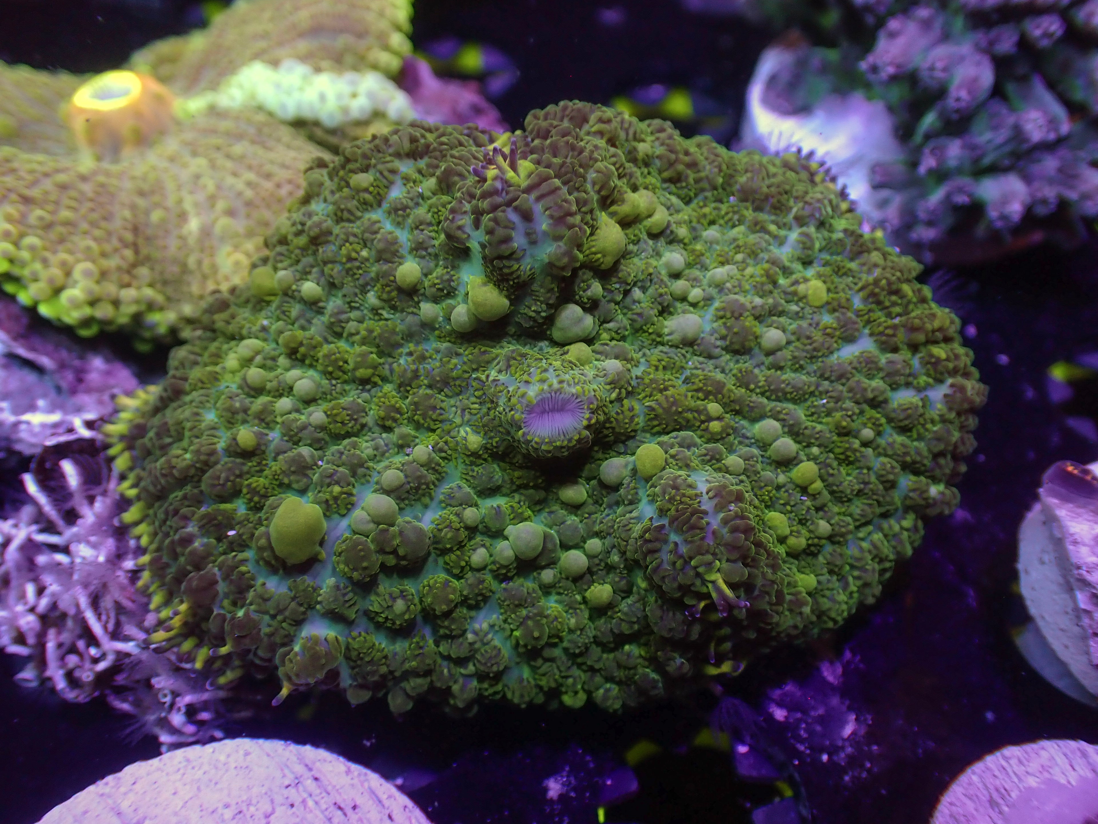 Grape Slushy Bounce Mushroom - WYSIWYG 137