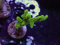 Green Birdsnest - WYSIWYG 104