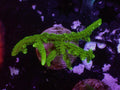 Green Birdsnest - WYSIWYG 105