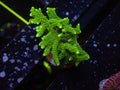 Green Birdsnest - WYSIWYG 76