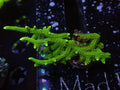 Green Birdsnest - WYSIWYG 77