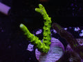 Green Goblin Anacropora - WYSIWYG 106