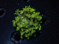 Green Goni - WYSIWYG 177