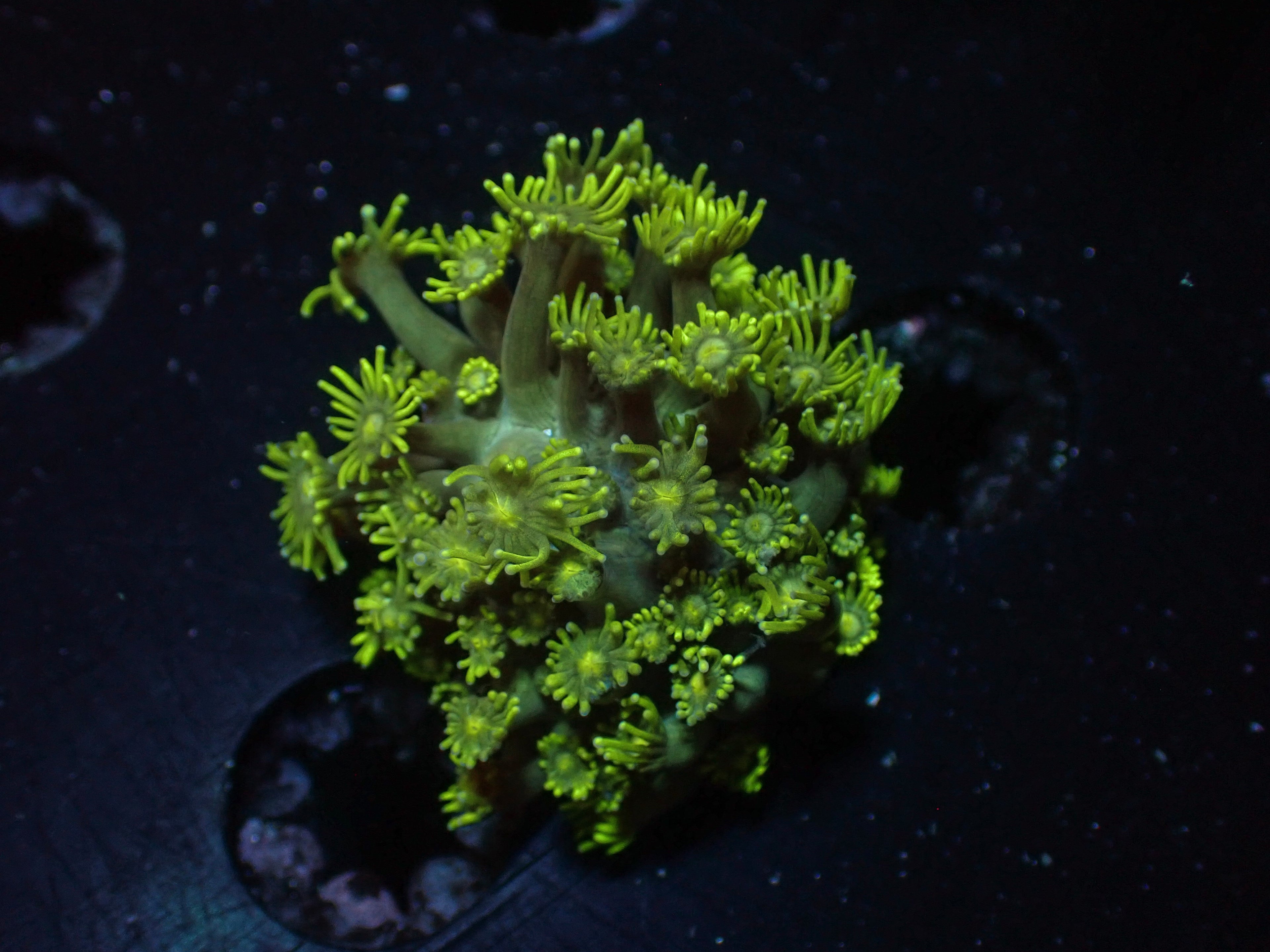 Green Goni - WYSIWYG 177