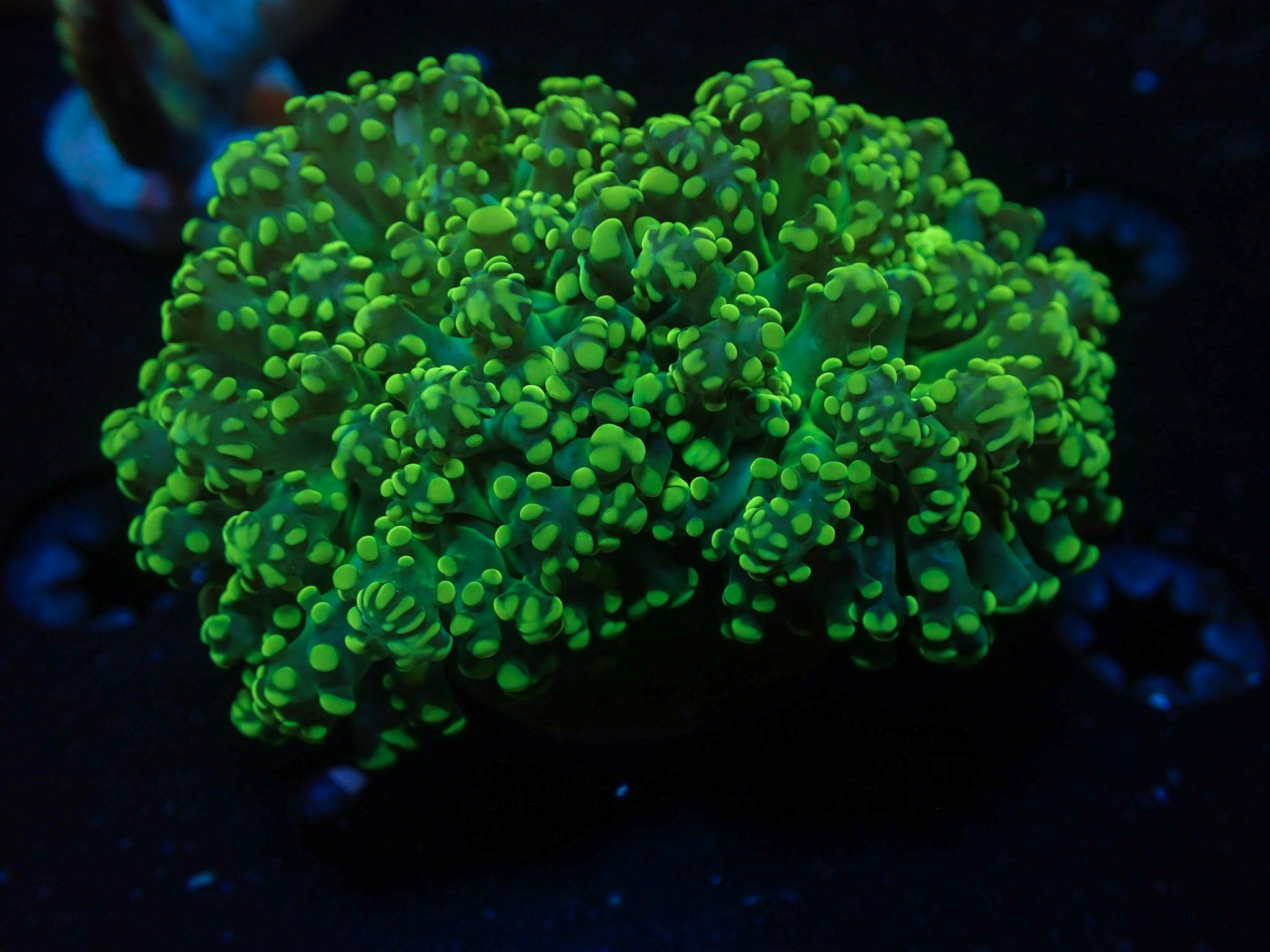 Green Octospawn - WYSIWYG 182