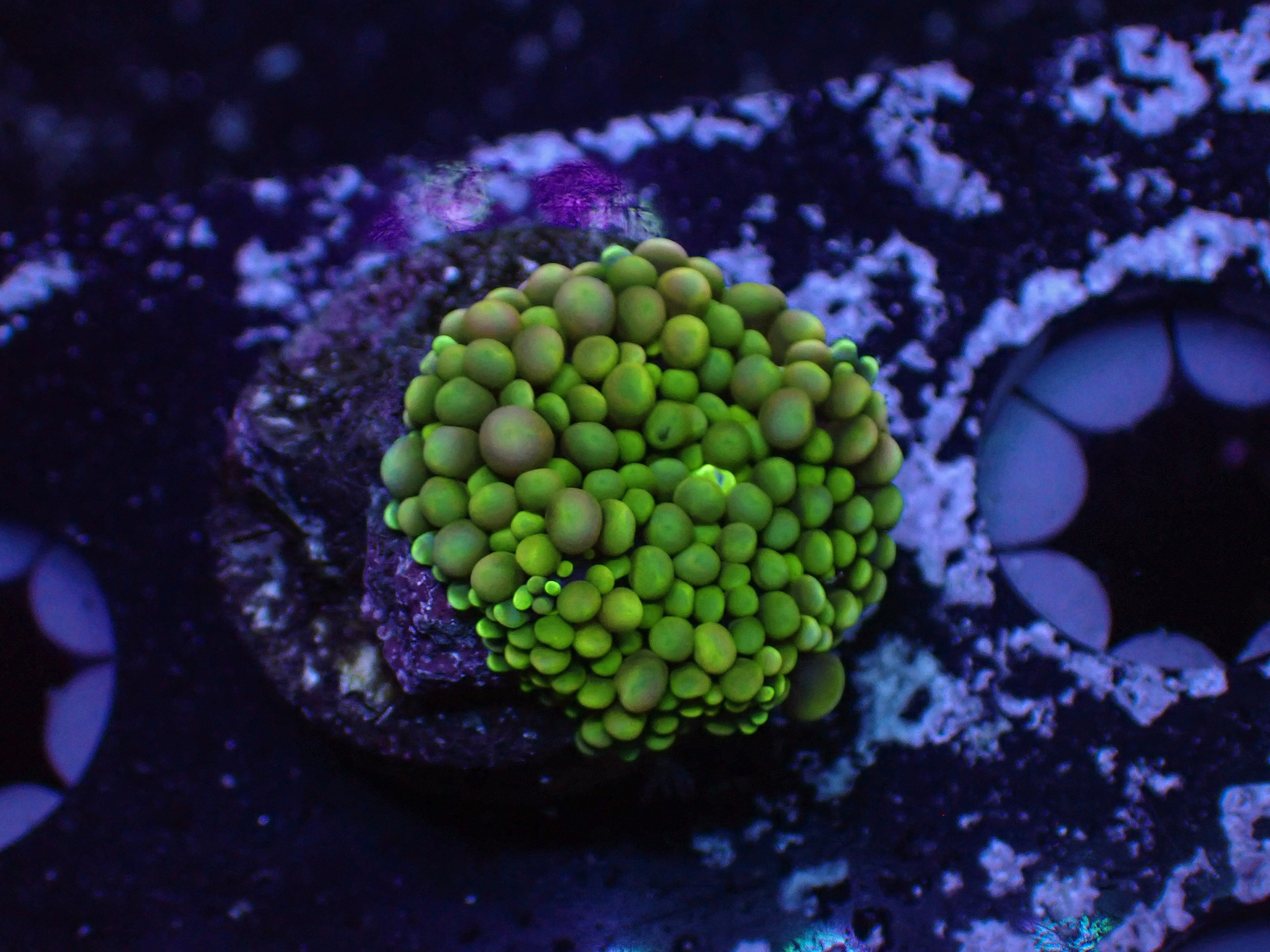 Green Ricordea - WYSIWYG 15