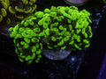 Green Splatter Hammer - WYSIWYG 96