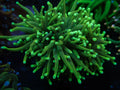 Green on Green Torch