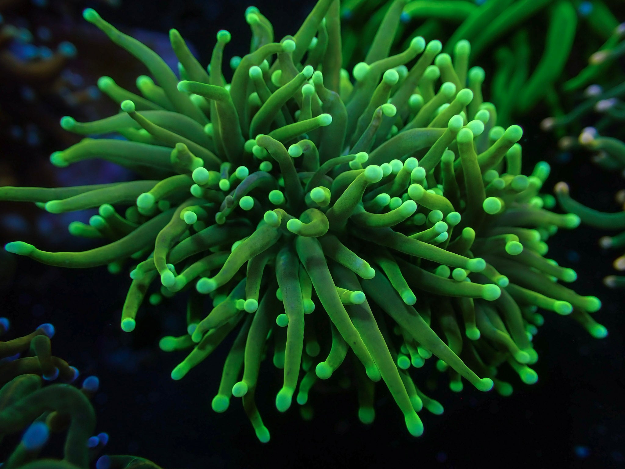 Green on Green Torch